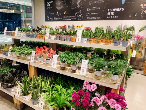 Plants and flowers displayed at LUDAO